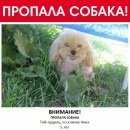 Подробнее об объявлении «Медынь Пропала собака помогите вернуть члена семьи домой» Фото: пропала собака Пудель «Медынь Пропала собака помогите вернуть члена...» в г. Медынь