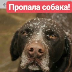 Подробнее об объявлении «Пропала собака Шахты» Фото: пропала собака Дратхаар «Пропала собака Шахты» в г. Шахты