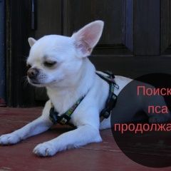 Подробнее об объявлении «Пропала собака кобель помогите найти друга Доброе» Фото: пропала собака Чихуахуа «Пропала собака кобель помогите найти друга Доброе» в г. Доброе