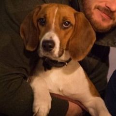 Подробнее об объявлении «Пропала собака по дороге в ростов-на-дон Санкт-Петербург» Фото: пропала собака Бигль «Пропала собака по дороге в ростов-на-дон...» в г. Санкт-Петербург