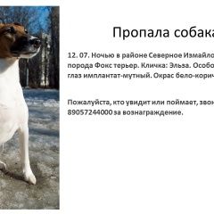 Подробнее об объявлении «Пропала собака эльза, гладкошерстный фокстерьер Москва» Фото: пропала собака Гладкошерстый фокстерьер «Пропала собака эльза, гладкошерстный фокстерьер...» в г. Москва