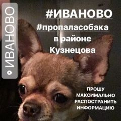 Подробнее об объявлении «Пропала собака Иваново» Фото: пропала собака Чихуахуа «Пропала собака Иваново» в г. Иваново