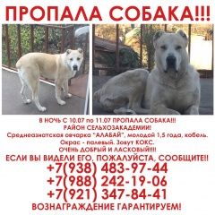 Подробнее об объявлении «Краснодар Пропала собака кобель алабай» Фото: пропала собака Среднеазиатская овчарка «Краснодар Пропала собака кобель алабай» в г. Краснодар