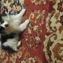 Подробнее об объявлении «Пропала собака кобель Нижний Новгород» Фото: пропала собака Немецкий шпиц «Пропала собака кобель Нижний Новгород» в г. Нижний Новгород