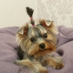 Подробнее об объявлении «Волгоград Пропала собака» Фото: пропала собака Йоркширский терьер «Волгоград Пропала собака» в г. Волгоград