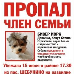 Подробнее об объявлении «Ярославль Пропала собака» Фото: пропала собака Йоркширский терьер «Ярославль Пропала собака» в г. Ярославль