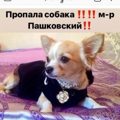 Подробнее об объявлении «Краснодар Пропала собака» Фото: пропала собака Чихуахуа «Краснодар Пропала собака» в г. Краснодар