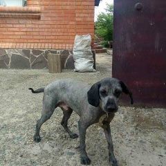 Подробнее об объявлении «Пропала собака кобель пёс Абакан Хакасия» Фото: пропала собака  «Пропала собака кобель пёс Абакан Хакасия» в г. Абакан Хакасия