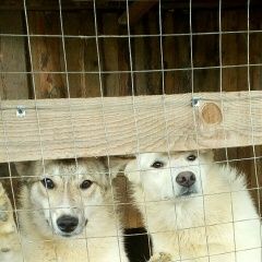 Подробнее об объявлении «Юхнов Пропала собака она посредине» Фото: пропала собака Сибирская «Юхнов Пропала собака она посредине» в г. Юхнов