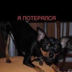 Подробнее об объявлении «Пропала собака кобель Москва» Фото: пропала собака Русский той-терьер «Пропала собака кобель Москва» в г. Москва