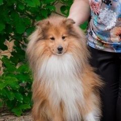 Подробнее об объявлении «Нижний Новгород Пропала собака кобель шелти (мини-колли)» Фото: пропала собака Шелти «Нижний Новгород Пропала собака кобель шелти...» в г. Нижний Новгород