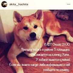 Подробнее об объявлении «Пропала собака ищу своего питомца Хабаровск» Фото: пропала собака Акита-ину «Пропала собака ищу своего питомца Хабаровск» в г. Хабаровск