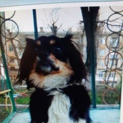 Подробнее об объявлении «Шахты Пропала собака кобель помогите найти» Фото: пропала собака  «Шахты Пропала собака кобель помогите найти» в г. Шахты