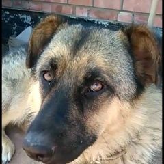 Подробнее об объявлении «Астрахань Пропала собака кобель» Фото: пропала собака  «Астрахань Пропала собака кобель» в г. Астрахань