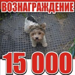 Подробнее об объявлении «Пропала собака Ярославль» Фото: пропала собака Йоркширский терьер «Пропала собака Ярославль» в г. Ярославль
