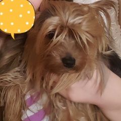 Подробнее об объявлении «Пропала собака Подольск» Фото: пропала собака Йоркширский терьер «Пропала собака Подольск» в г. Подольск