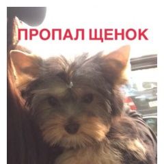Подробнее об объявлении «Пропала собака Балашиха» Фото: пропала собака Йоркширский терьер «Пропала собака Балашиха» в г. Балашиха