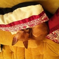Подробнее об объявлении «Пропала собака кобель Москва» Фото: пропала собака Чихуахуа «Пропала собака кобель Москва» в г. Москва