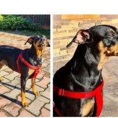 Подробнее об объявлении «Видное Пропала собака» Фото: пропала собака  «Видное Пропала собака» в г. Видное