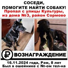 Подробнее об объявлении «Пропала собака кобель вознаграждение 5000 Нижний Новгород» Фото: пропала собака  «Пропала собака кобель вознаграждение 5000...» в г. Нижний Новгород