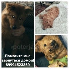 Подробнее об объявлении «Пропала собака Новосибирск» Фото: пропала собака  «Пропала собака Новосибирск» в г. Новосибирск