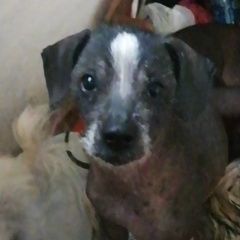 Подробнее об объявлении «Пропала собака кобель помогите вернуть домой Краснодар» Фото: пропала собака Китайская хохлатая собака «Пропала собака кобель помогите вернуть домой...» в г. Краснодар
