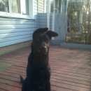 Подробнее об объявлении «Ангарск Пропала собака кобель» Фото: пропала собака  «Ангарск Пропала собака кобель» в г. Ангарск