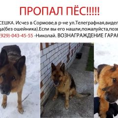 Подробнее об объявлении «Нижний Новгород Пропала собака кобель очень ждут и не теряют надежды» Фото: пропала собака Немецкая овчарка «Нижний Новгород Пропала собака кобель очень...» в г. Нижний Новгород