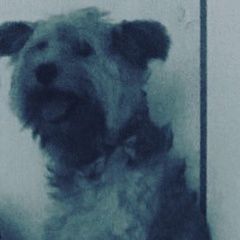 Подробнее об объявлении «Пропала собака Москва» Фото: пропала собака  «Пропала собака Москва» в г. Москва