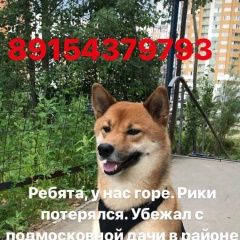 Подробнее об объявлении «Пропала собака кобель шиба-ину, мальчик, зовут рики Орехово-Зуево» Фото: пропала собака  «Пропала собака кобель шиба-ину, мальчик, зовут...» в г. Орехово-Зуево