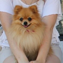 Подробнее об объявлении «Пропала собака кобель Уфа» Фото: пропала собака Померанский шпиц «Пропала собака кобель Уфа» в г. Уфа