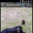 Подробнее об объявлении «Орск Пропала собака кобель очень прошу найти» Фото: пропала собака Американский кокер-спаниель «Орск Пропала собака кобель очень прошу найти» в г. Орск