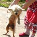 Подробнее об объявлении «Пропала собака Нижний Новгород» Фото: пропала собака  «Пропала собака Нижний Новгород» в г. Нижний Новгород