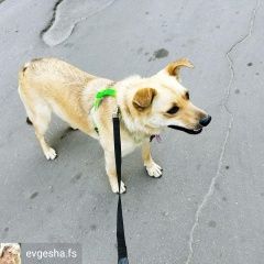 Подробнее об объявлении «Пропала собака южное и северное бутово, щербинка Москва» Фото: пропала собака  «Пропала собака южное и северное бутово,...» в г. Москва