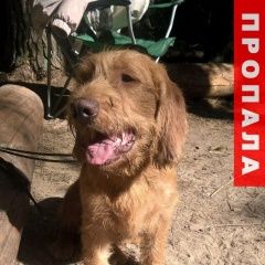 Подробнее об объявлении «Люберцы Пропала собака кобель с марта на марта года» Фото: пропала собака  «Люберцы Пропала собака кобель с марта на марта...» в г. Люберцы