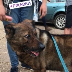 Подробнее об объявлении «Пропала собака кобель Солнечногорск» Фото: пропала собака  «Пропала собака кобель Солнечногорск» в г. Солнечногорск