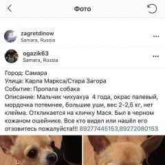 Подробнее об объявлении «Пропала собака кобель Самара» Фото: пропала собака Чихуахуа «Пропала собака кобель Самара» в г. Самара