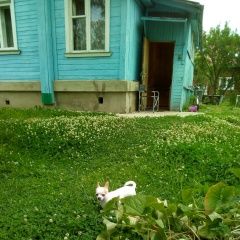 Подробнее об объявлении «Пропала собака чихуахуа Сергиев Посад» Фото: пропала собака Чихуахуа «Пропала собака чихуахуа Сергиев Посад» в г. Сергиев Посад