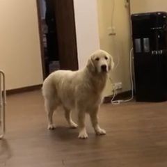 Подробнее об объявлении «Подольск Пропала собака» Фото: пропала собака Голден ретривер «Подольск Пропала собака» в г. Подольск