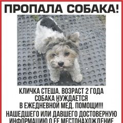 Подробнее об объявлении «Пропала собака Ярославль» Фото: пропала собака Йоркширский терьер «Пропала собака Ярославль» в г. Ярославль