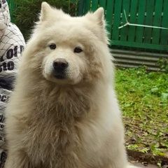 Подробнее об объявлении «Пропала собака кобель самоед. Королев» Фото: пропала собака Самоедская лайка «Пропала собака кобель самоед. Королев» в г. Королев