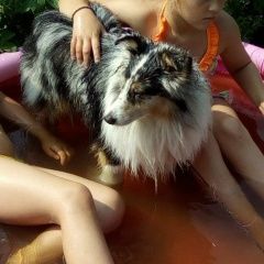 Подробнее об объявлении «Пропала собака кобель шелти Северодвинск» Фото: пропала собака Шелти «Пропала собака кобель шелти Северодвинск» в г. Северодвинск
