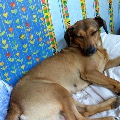 Подробнее об объявлении «Пропала собака уехала на электричке без ошейника Александров» Фото: пропала собака  «Пропала собака уехала на электричке без...» в г. Александров