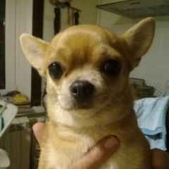 Подробнее об объявлении «Пропала собака сучка ари Санкт-Петербург» Фото: пропала собака Чихуахуа «Пропала собака сучка ари Санкт-Петербург» в г. Санкт-Петербург