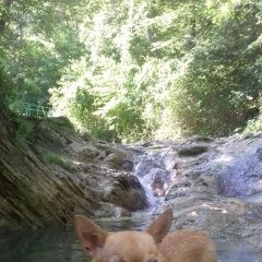 Подробнее об объявлении «Геленджик Пропала собака» Фото: пропала собака Чихуахуа «Геленджик Пропала собака» в г. Геленджик