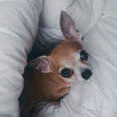 Подробнее об объявлении «Пропала собака чихуахуа Абрау-Дюрсо» Фото: пропала собака  «Пропала собака чихуахуа Абрау-Дюрсо» в г. Абрау-Дюрсо