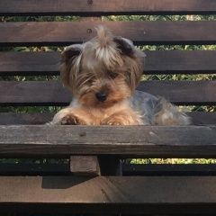 Подробнее об объявлении «Пропала собака йорк девочка спб кировский район Санкт-Петербург» Фото: пропала собака Йоркширский терьер «Пропала собака йорк девочка спб кировский район...» в г. Санкт-Петербург