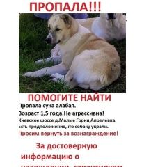 Подробнее об объявлении «Апрелевка Пропала собака» Фото: пропала собака Среднеазиатская овчарка «Апрелевка Пропала собака» в г. Апрелевка