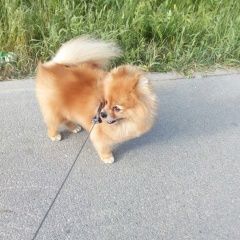 Подробнее об объявлении «Пропала собака Санкт-Петербург» Фото: пропала собака Немецкий шпиц «Пропала собака Санкт-Петербург» в г. Санкт-Петербург