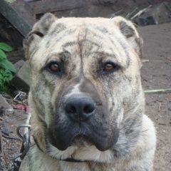 Подробнее об объявлении «Санкт-Петербург Пропала собака кобель среднеазиатская овчарка» Фото: пропала собака Среднеазиатская овчарка «Санкт-Петербург Пропала собака кобель...» в г. Санкт-Петербург